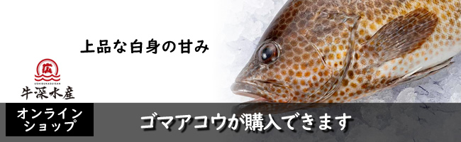 高級魚ゴマアコウ