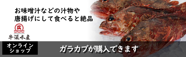 熊本天草牛深産ガラカブ