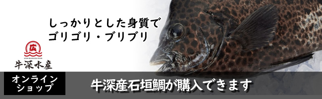 牛深水産イシガキダイが牛深水産プレミアム便で購入できます