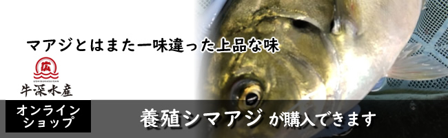 牛深水産 熊本天草牛深　養殖シマアジ