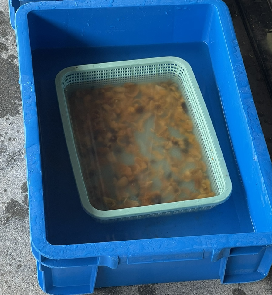 天草のウニ養殖へ前進