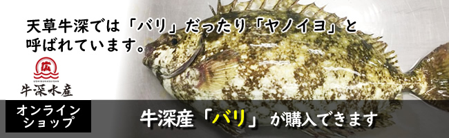 熊本天草の牛深のバリ
