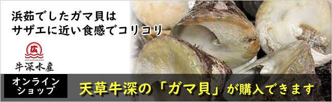 熊本天草牛深「ガマ貝」