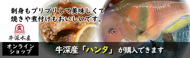 熊本天草の牛深産 ハンタ(イラ)