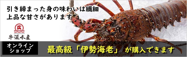 最高級 牛深産 伊勢海老(イセエビ)