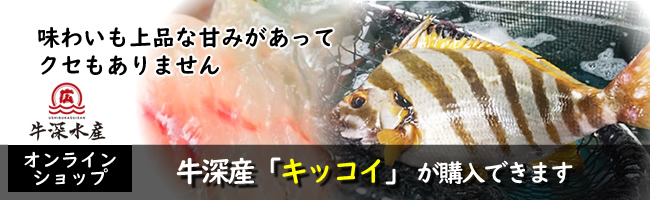熊本天草の牛深産 タカノハダイ(キッコイ)