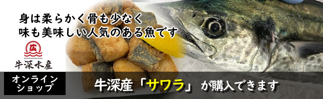 熊本天草の牛深産 サワラ