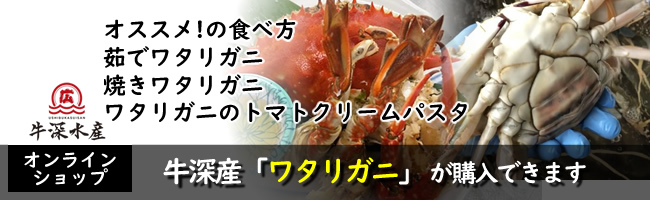 熊本天草の牛深産 渡り蟹(ワタリガニ)