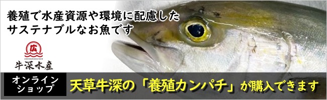 九州熊本天草牛深のサステナブルな養殖カンパチが購入できます