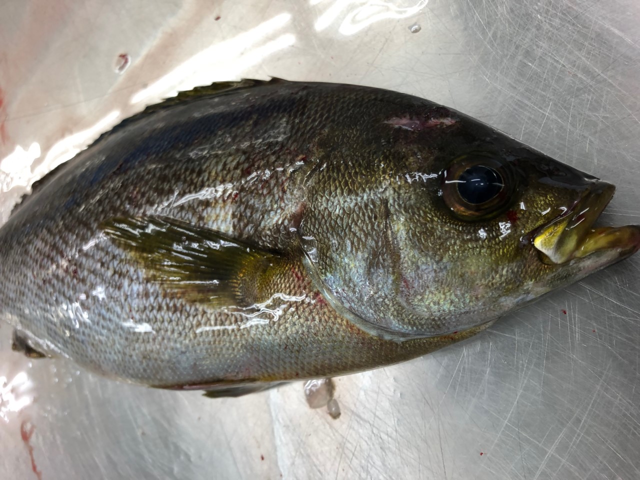 無駄の無い魚 イサキ 梅雨イサキ は最高に味が良い 牛深水産株式会社