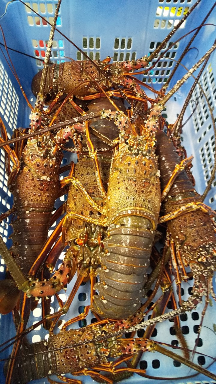 伊勢えび漁解禁 今年も天草 伊勢えび祭りの季節がやってきた 牛深水産株式会社