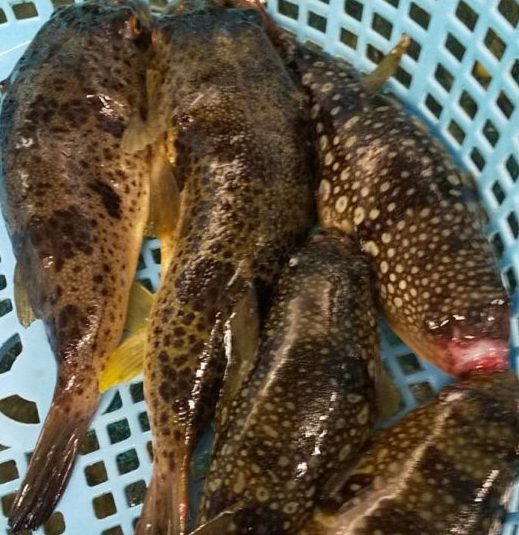 ヒガンフグの可食部位はどこ トラフグに次ぐ高級魚を堪能しよう 牛深水産株式会社