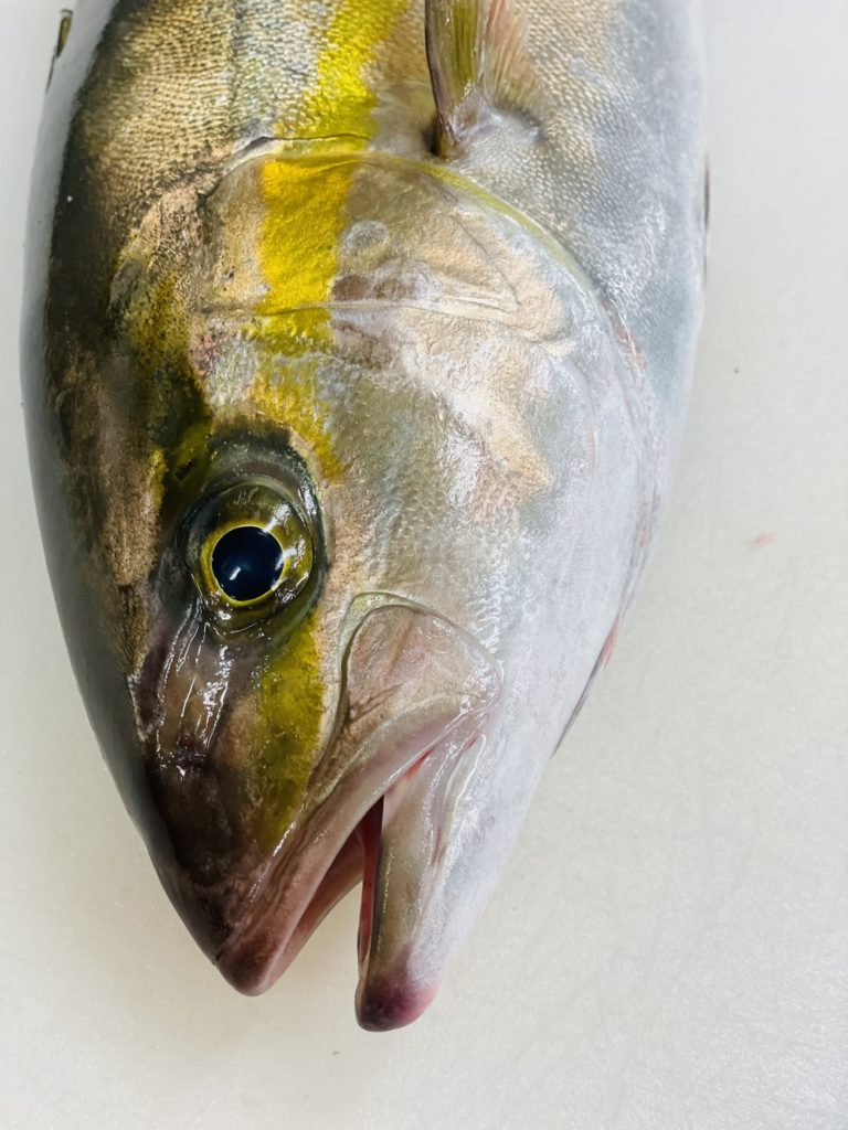 カンパチの若魚 ネリゴ 特徴やおすすめの食べ方を解説 牛深水産株式会社