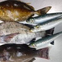 朝どれ定期便　本日のお魚紹介
